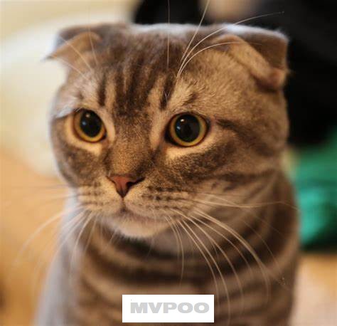 苏格兰折耳猫.jpg